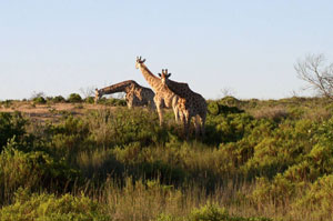 South Africa Graffe